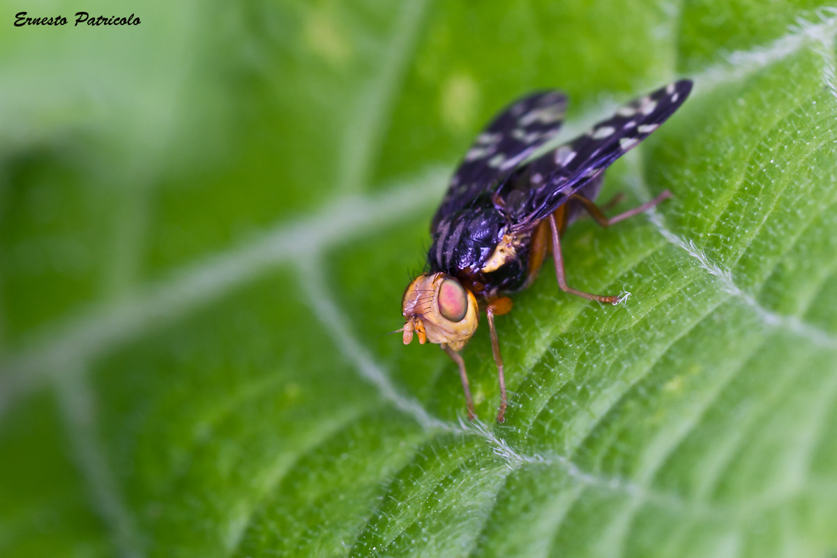 piccola farfallina da identificare